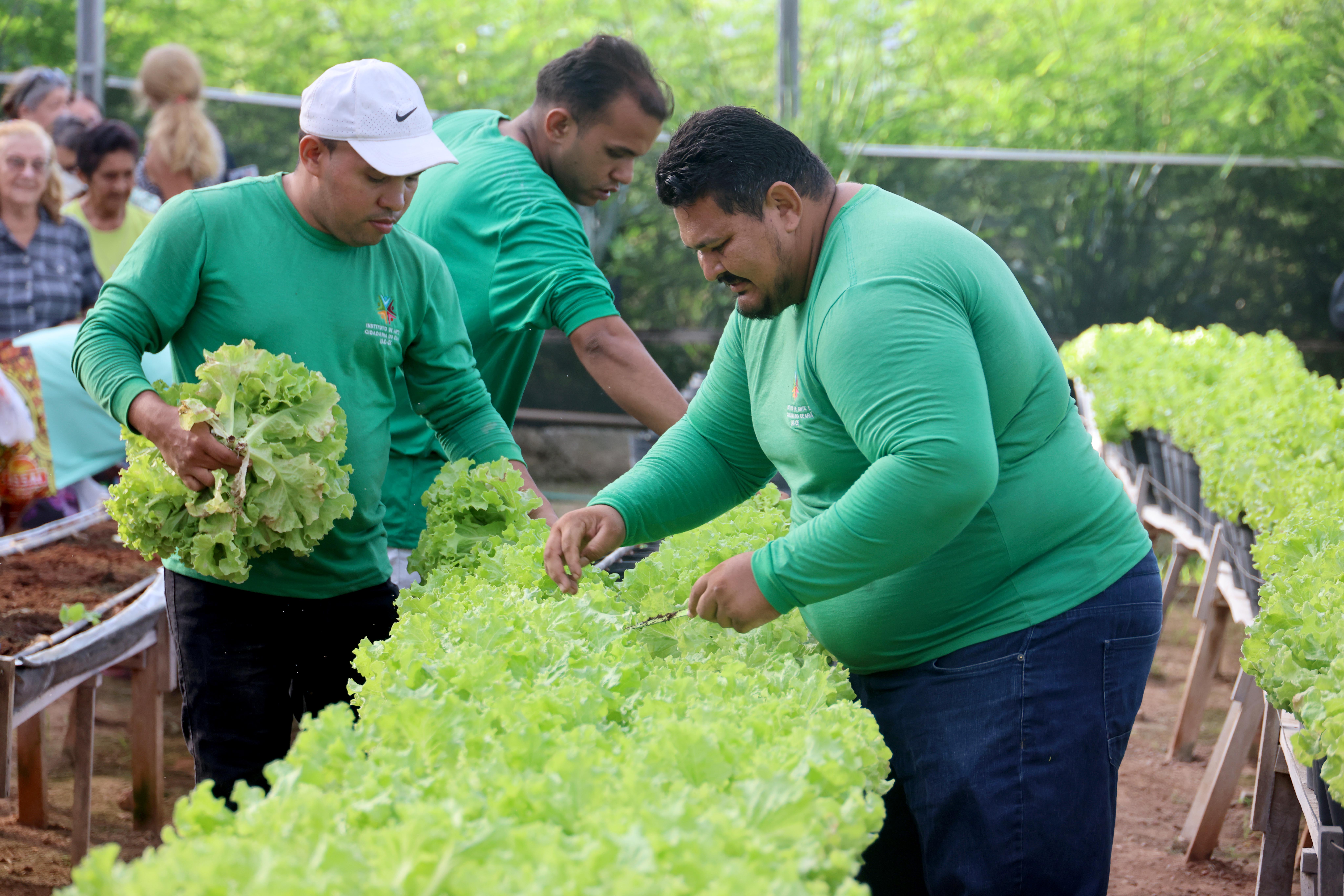 pessoas colhendo hortaliças na horta social